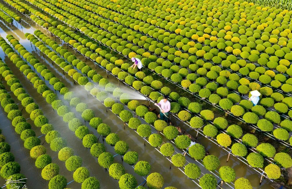 Kỹ thuật trồng cúc mâm xôi cấy mô