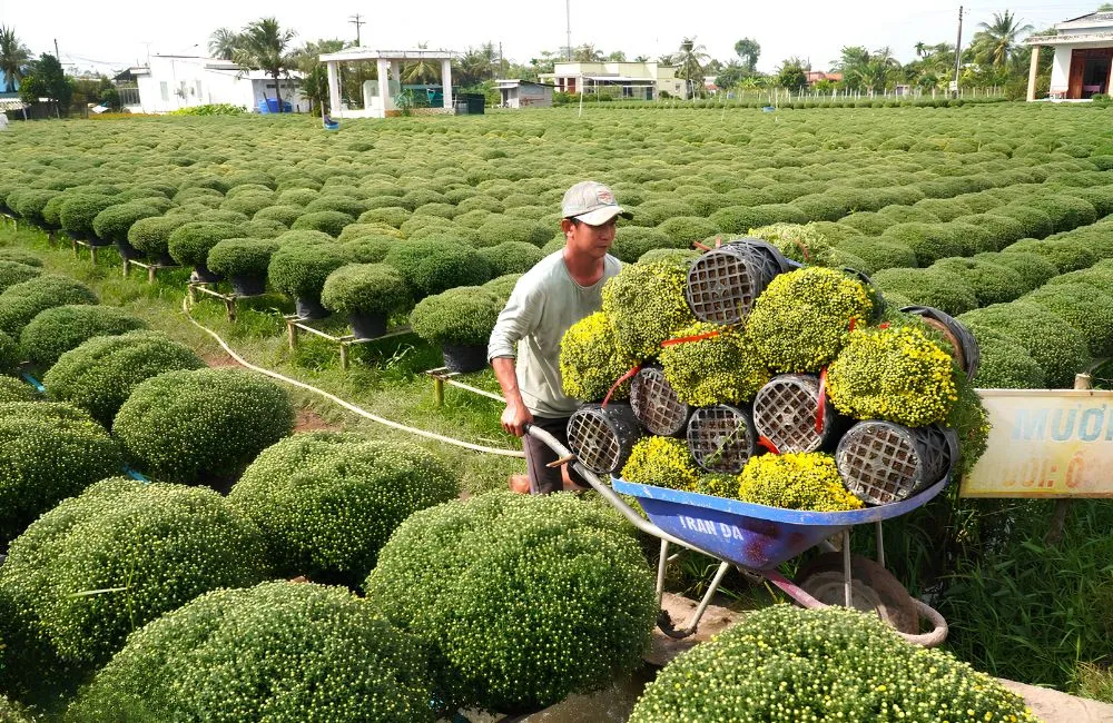 Kỹ thuật trồng cúc mâm xôi cấy mô