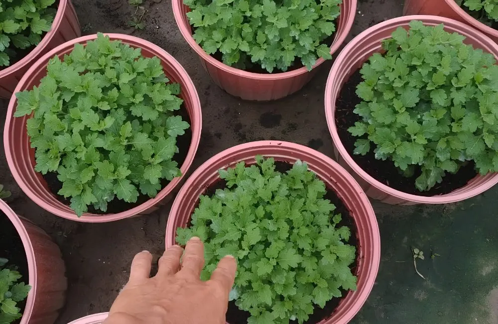 Kỹ thuật trồng cúc mâm xôi cấy mô