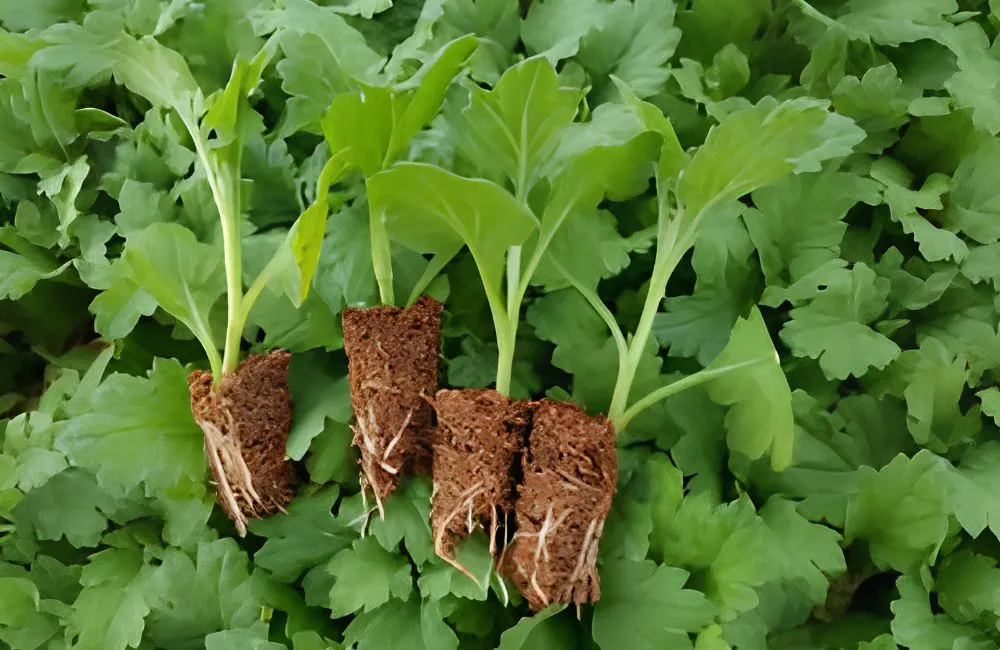 Kỹ thuật trồng cúc mâm xôi cấy mô