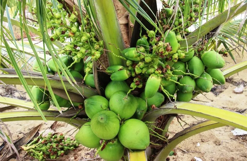 Kỹ thuật trồng dừa xiêm xanh