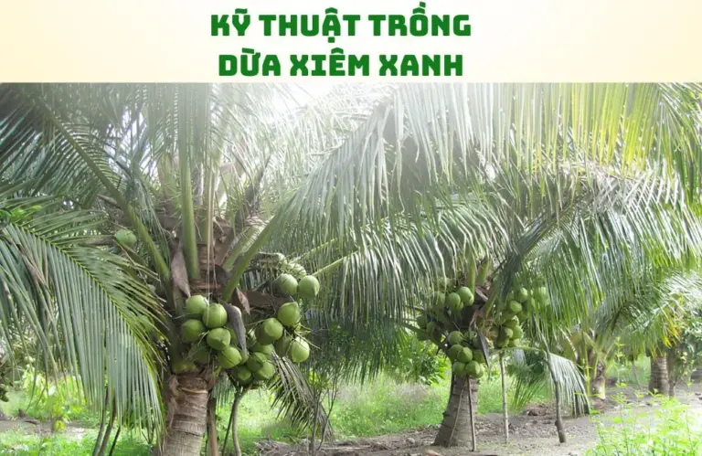 Kỹ thuật trồng dừa xiêm xanh đạt năng suất cao
