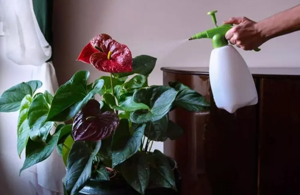 Kỹ thuật trồng hồng môn đỏ cấy mô