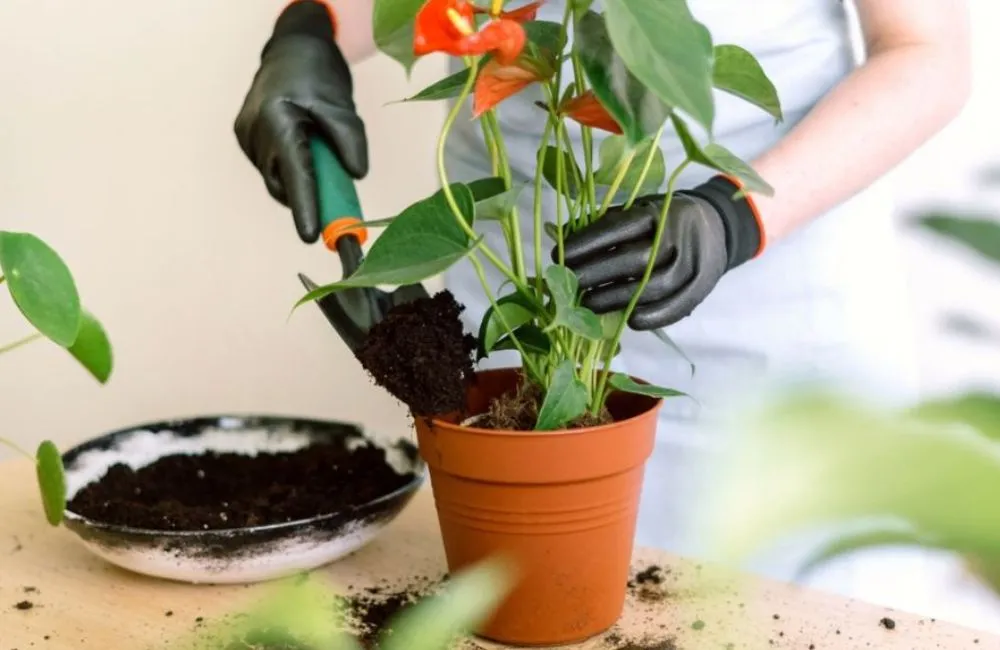 Kỹ thuật trồng hồng môn đỏ cấy mô