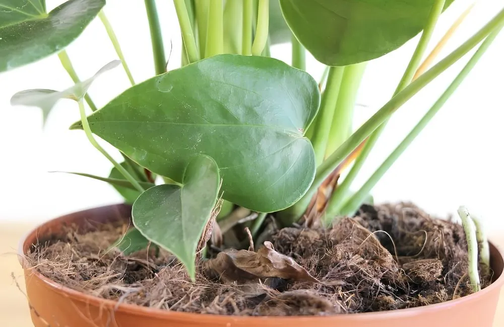 Kỹ thuật trồng hồng môn đỏ cấy mô