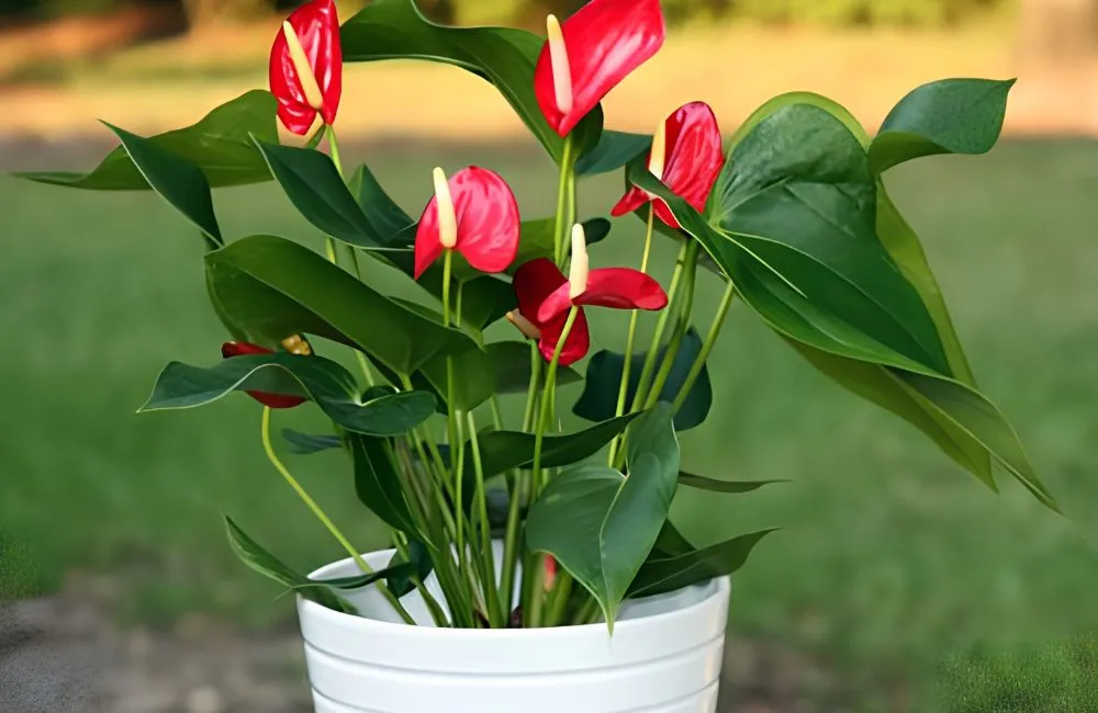 Kỹ thuật trồng hồng môn đỏ cấy mô