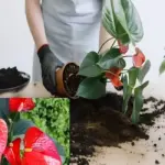 Kỹ thuật trồng hồng môn đỏ cấy mô đúng chuẩn