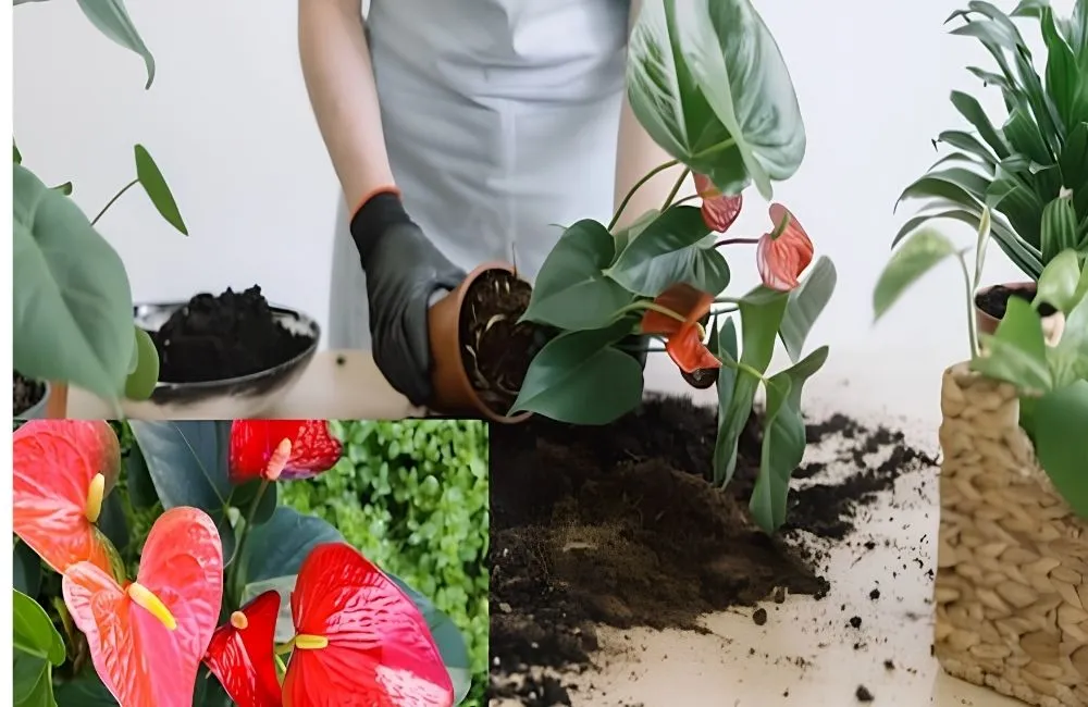 Kỹ thuật trồng hồng môn đỏ cấy mô