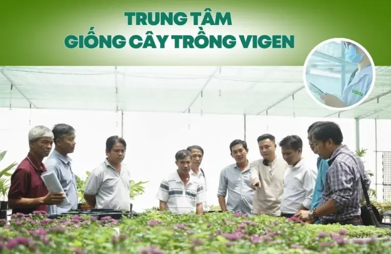 Trung tâm giống cây trồng: nơi khởi đầu những vụ mùa bội thu