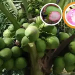 Dừa dâu cấy mô và tiêm năng phát triển vùng miền