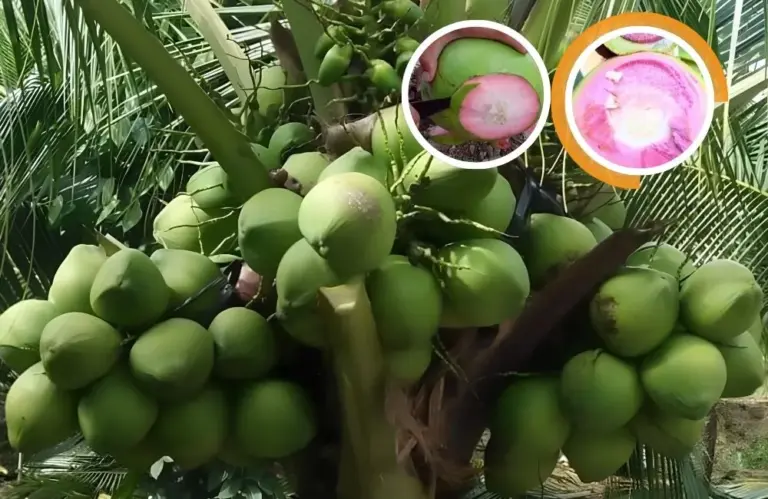 Dừa dâu cấy mô và tiêm năng phát triển vùng miền