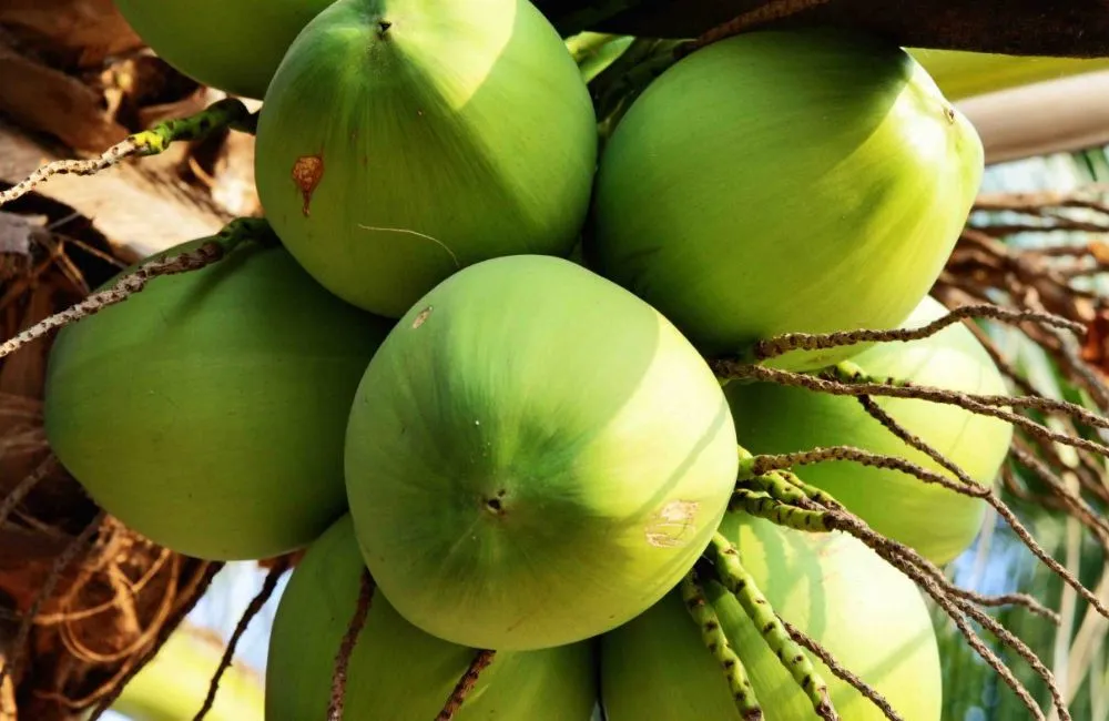 Dừa dâu cấy mô