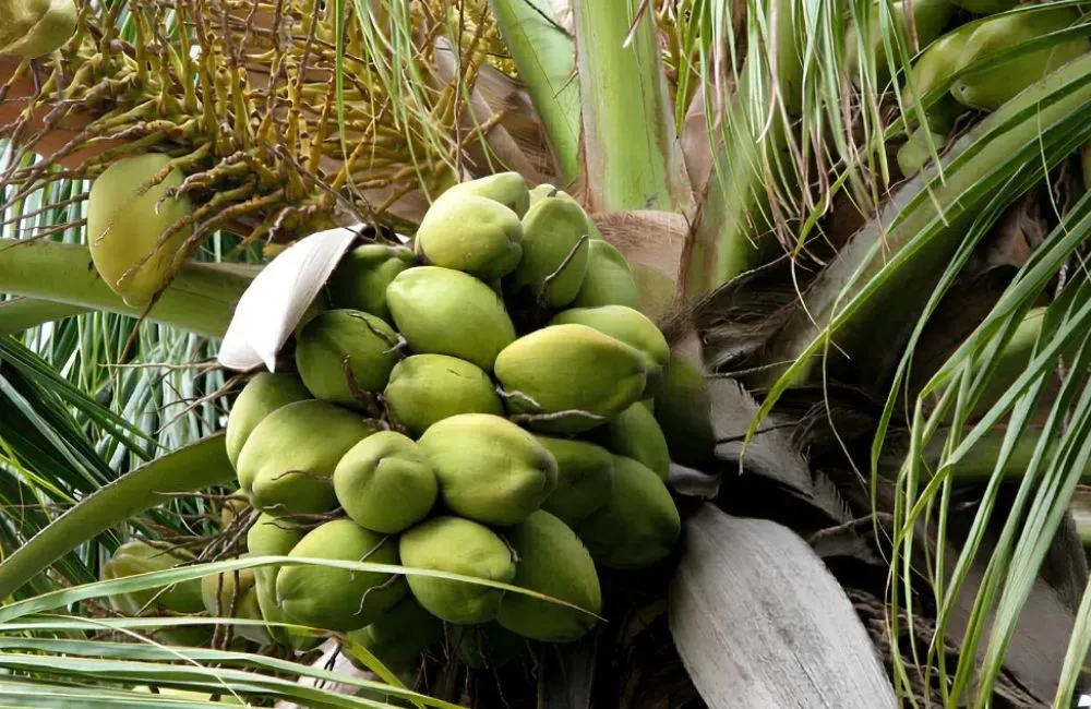 Dừa dâu cấy mô