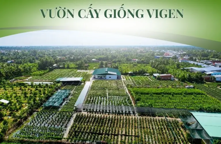 Vườn cây giống ViGen- Trung tâm sản xuất cây giống công nghệ