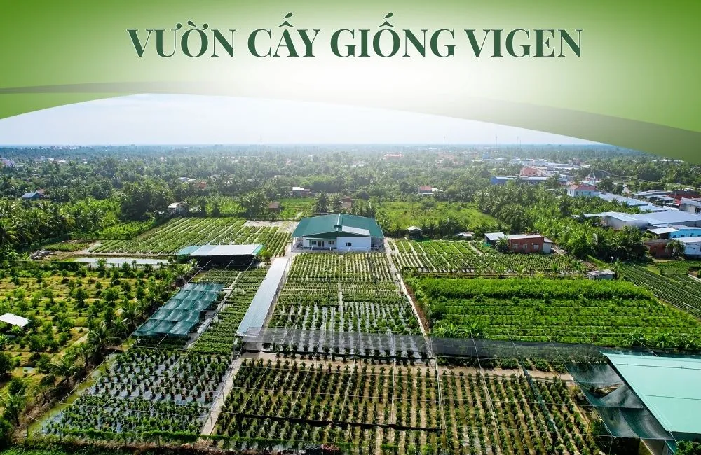 Vườn cây giống ViGen