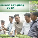 Cách nhận biết vườn ươm cây giống uy tín trước khi mua