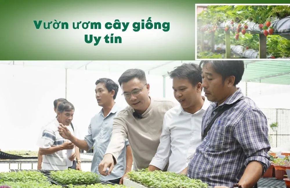 Vườn ươm cây giống uy tín