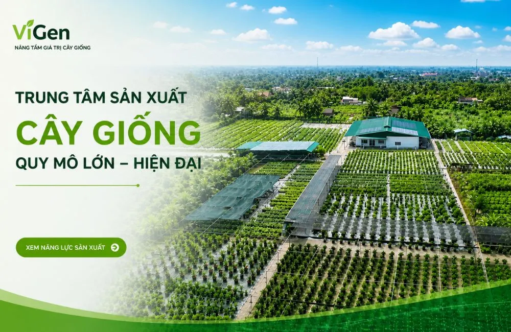 Vườn ươm cây giống uy tín