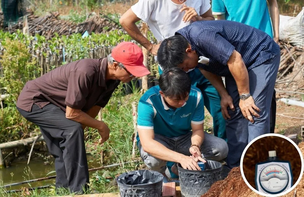 Xử lý giá thể trồng cúc