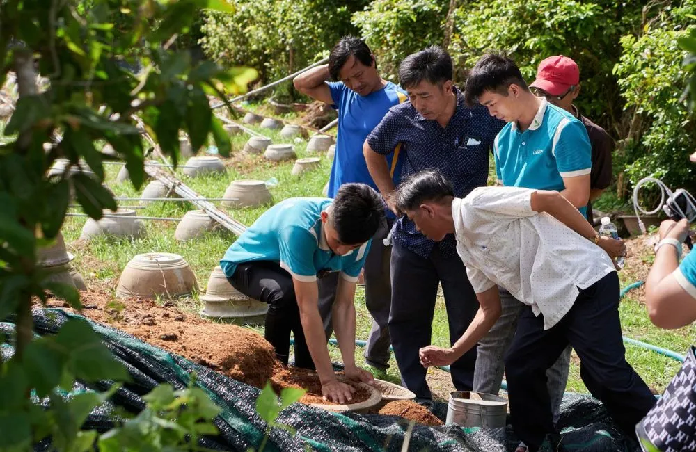 Xử lý giá thể trồng cúc