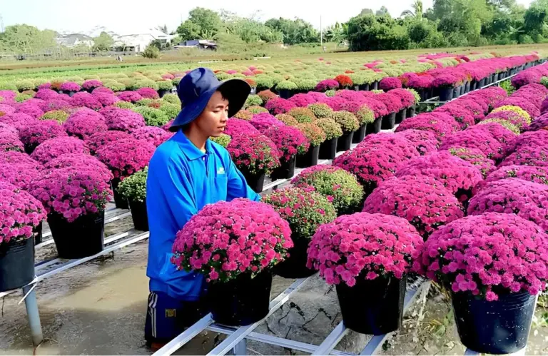 Ý nghĩa cúc mâm xôi Chợ Lách và ứng dụng của 5 màu hoa