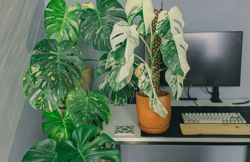 Phân loại Monstera Borsigiana Albo cấy mô
