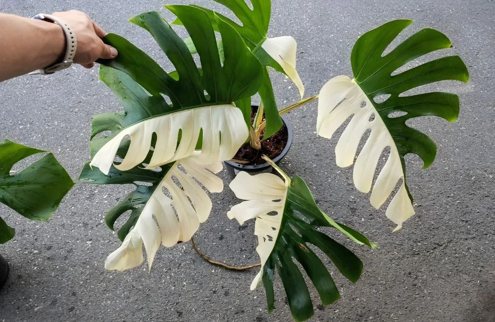 Phân loại Monstera Borsigiana Albo cấy mô