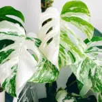 Phân loại Monstera Borsigiana Albo cấy mô và cách nhận biết