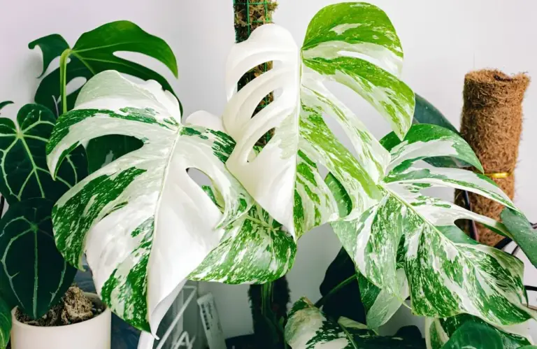 Phân loại Monstera Borsigiana Albo cấy mô và cách nhận biết