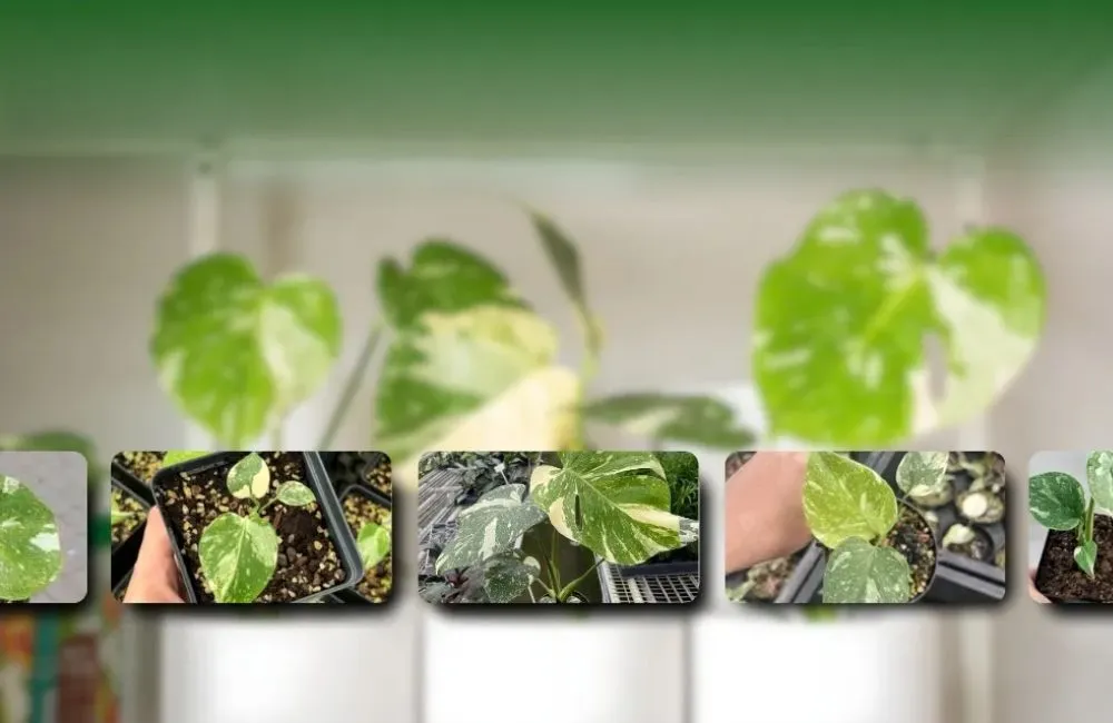 Phân loại Monstera Borsigiana Albo cấy mô