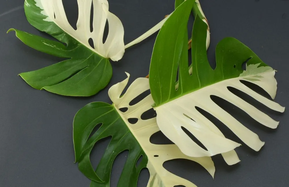 Phân loại Monstera Borsigiana Albo cấy mô