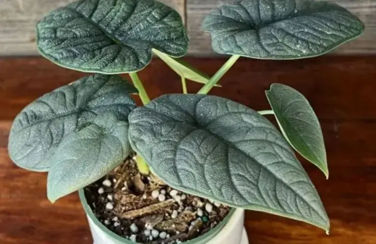Đặc điểm sinh trưởng của Alocasia Melo cấy mô cần phải biết