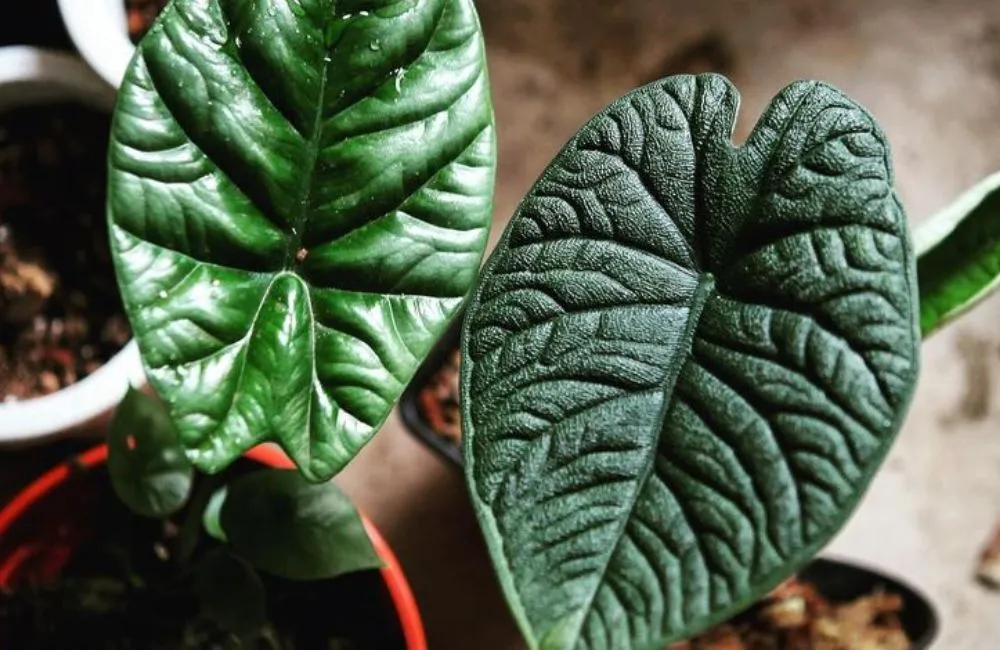 Alocasia Melo cấy mô