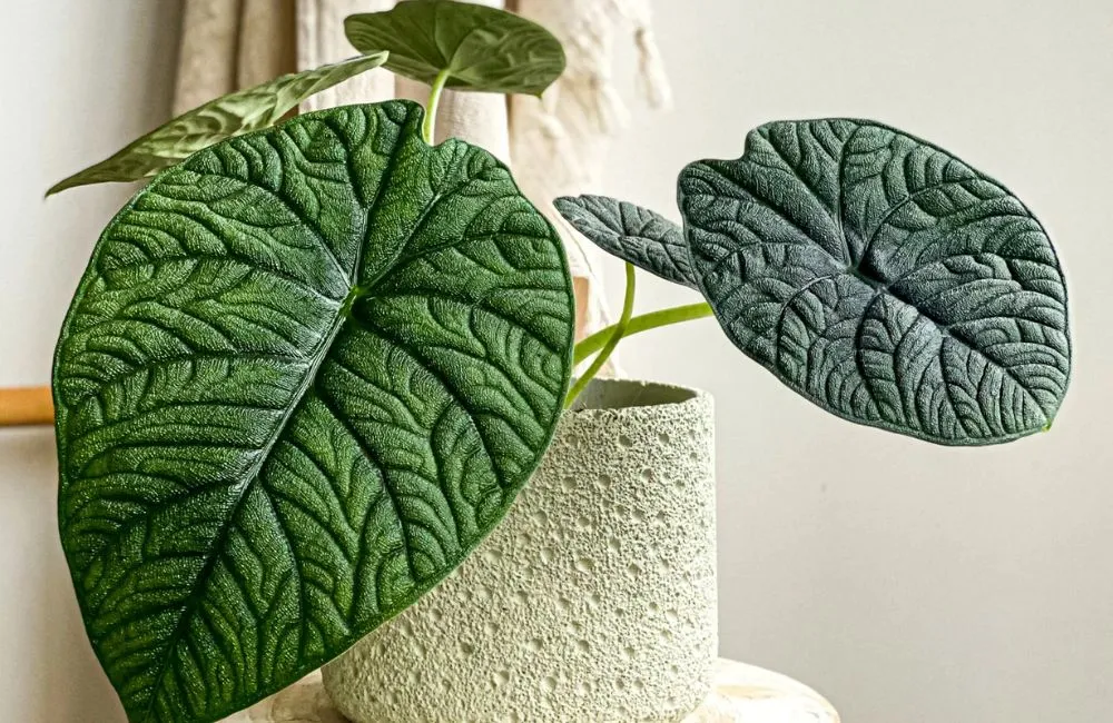 Alocasia Melo cấy mô