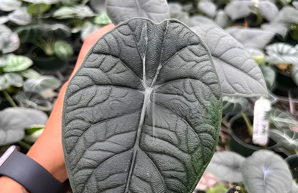 Alocasia Melo cấy mô