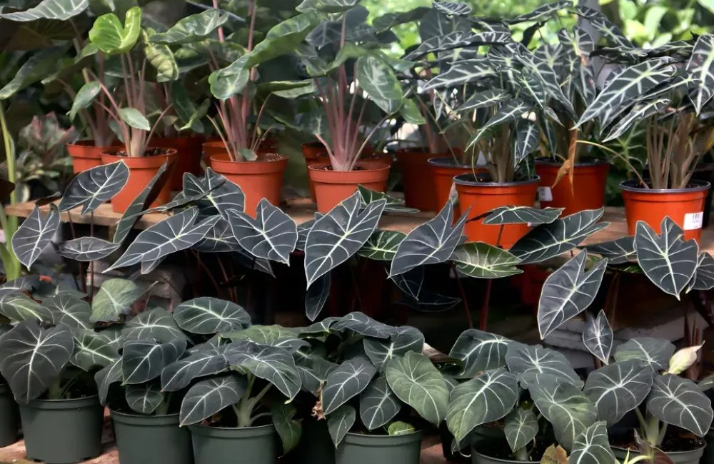 Alocasia Melo cấy mô