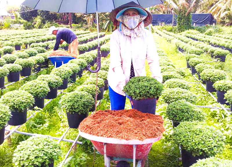 Xã Chợ Lách chú trọng sản xuất cây giống, hoa kiểng chất lượng cao