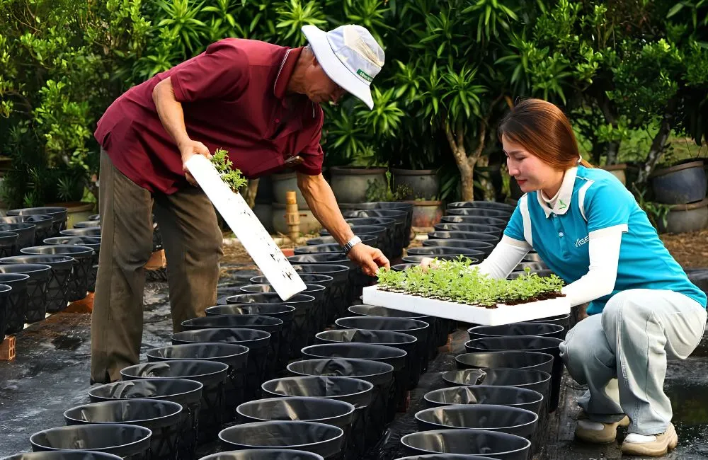 ViGen bàn giao cây giống cúc mâm xôi cấy mô