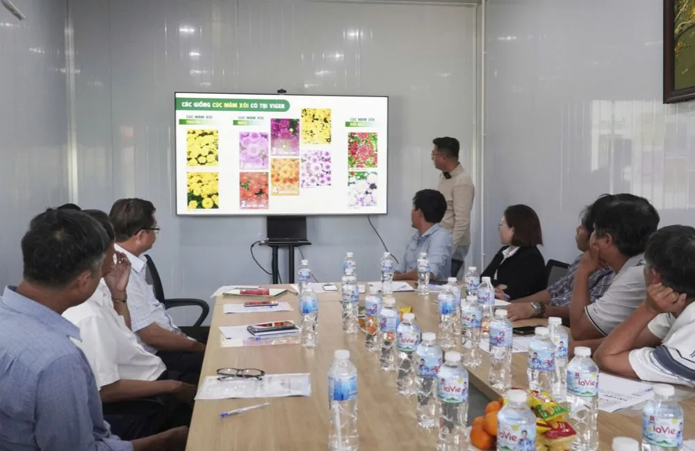 ViGen bàn giao cây giống cúc mâm xôi cấy mô