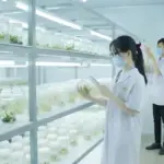 Bảo mật nguồn giống trong gia công nuôi cấy mô tại ViGen