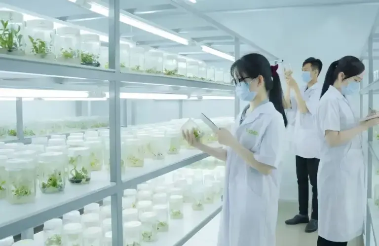 Bảo mật nguồn giống trong gia công nuôi cấy mô tại ViGen
