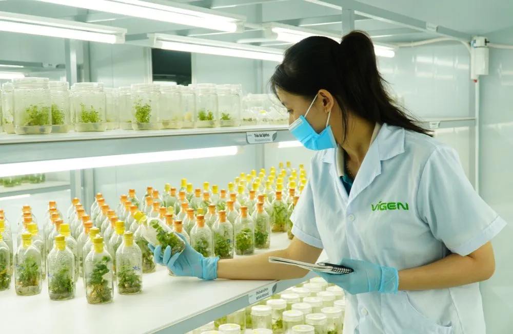 Bảo mật nguồn giống khi gia công cấy mô