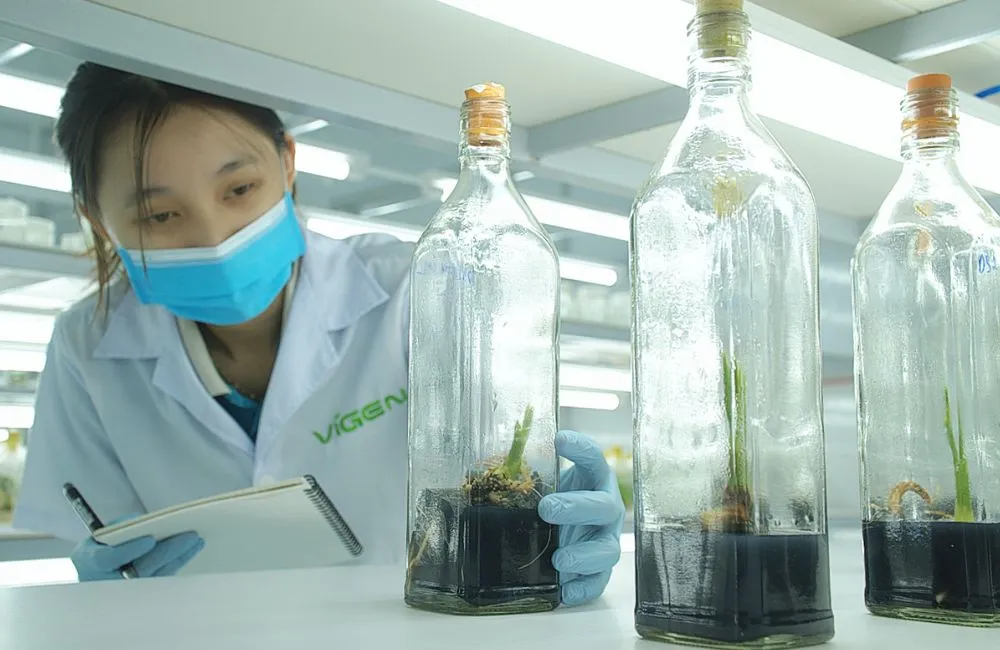 Bảo mật nguồn giống khi gia công cấy mô