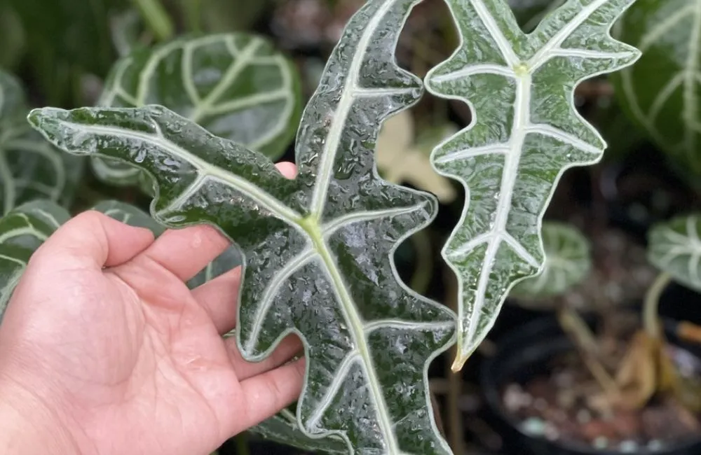 Bệnh trên Alocasia Jacklyn cấy mô