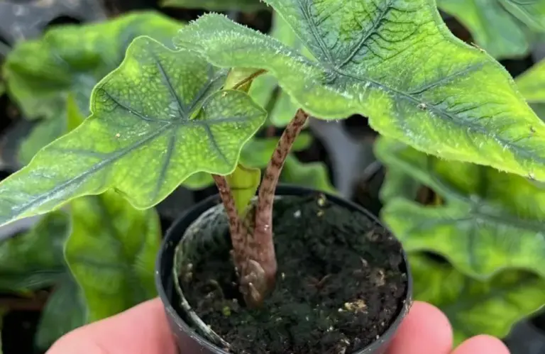 Bệnh trên Alocasia Jacklyn cấy mô  thường gặp và giải pháp