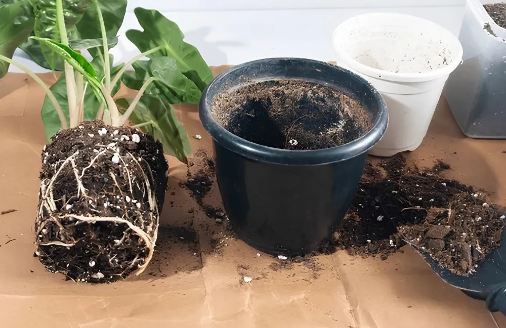 Bệnh trên Alocasia Jacklyn cấy mô