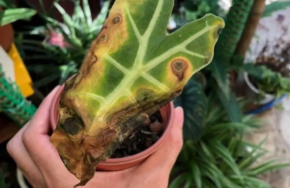 Bệnh trên Alocasia Jacklyn cấy mô