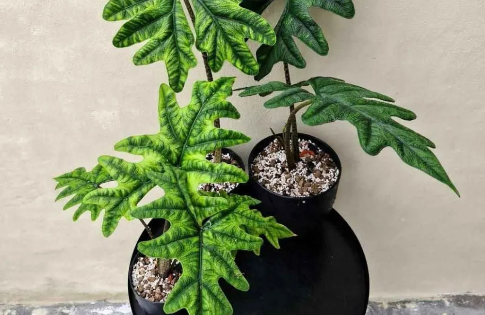 Bệnh trên Alocasia Jacklyn cấy mô