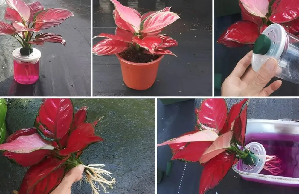 Bệnh trên cây Vạn Lộc Đỏ cấy mô 