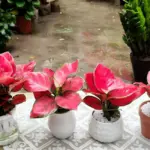 Bệnh trên cây Vạn Lộc Đỏ cấy mô thường gặp nhất